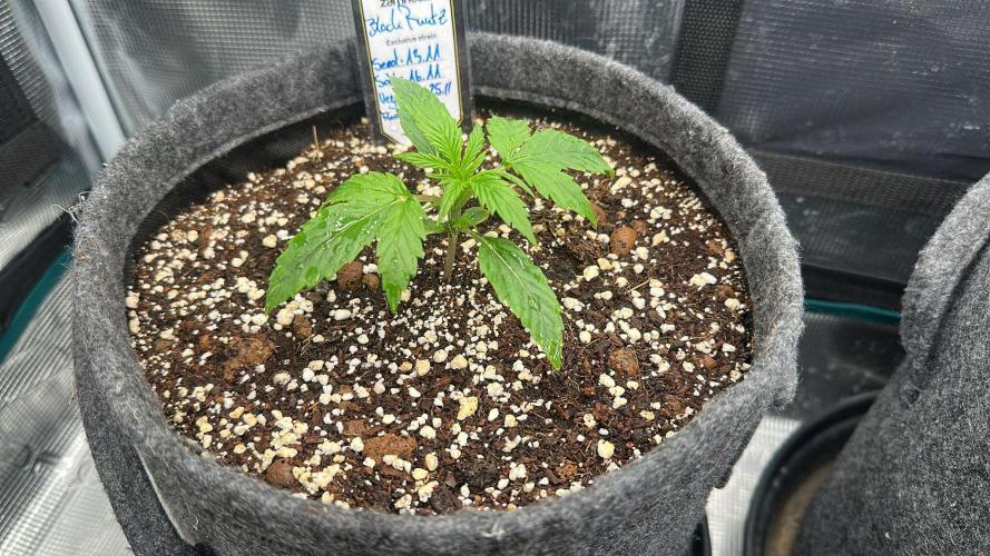 Black Runtz & MilkyWay - Eng/Ger. Week 2