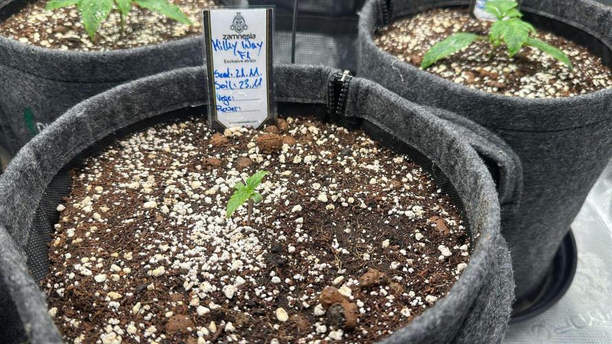 Black Runtz & MilkyWay - Eng/Ger. Week 2