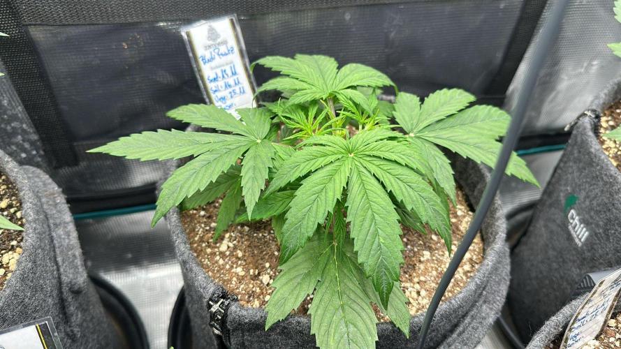 Black Runtz & MilkyWay - Eng/Ger. Week 3