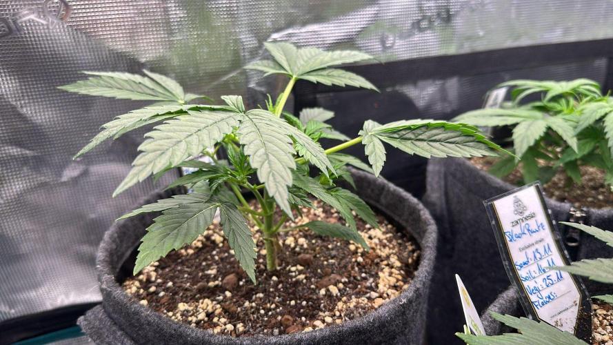 Black Runtz & MilkyWay - Eng/Ger. Week 3