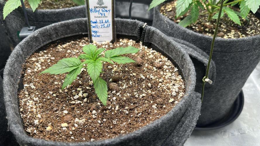 Black Runtz & MilkyWay - Eng/Ger. Week 3