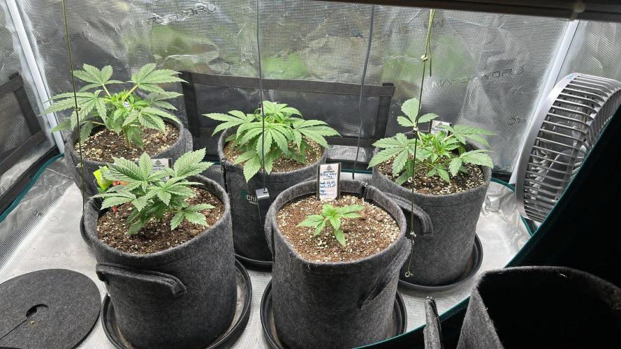 Black Runtz & MilkyWay - Eng/Ger. Week 3