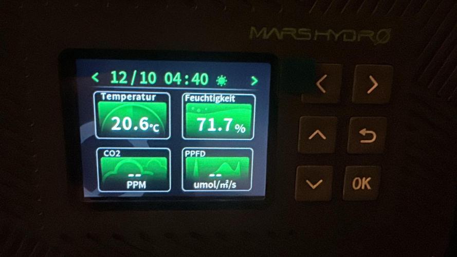 Black Runtz & MilkyWay - Eng/Ger. Week 3