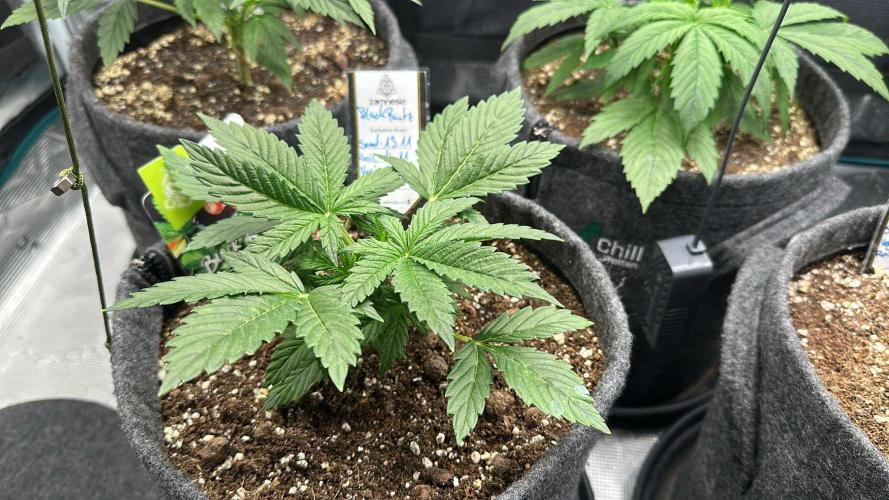 Black Runtz & MilkyWay - Eng/Ger. Week 3