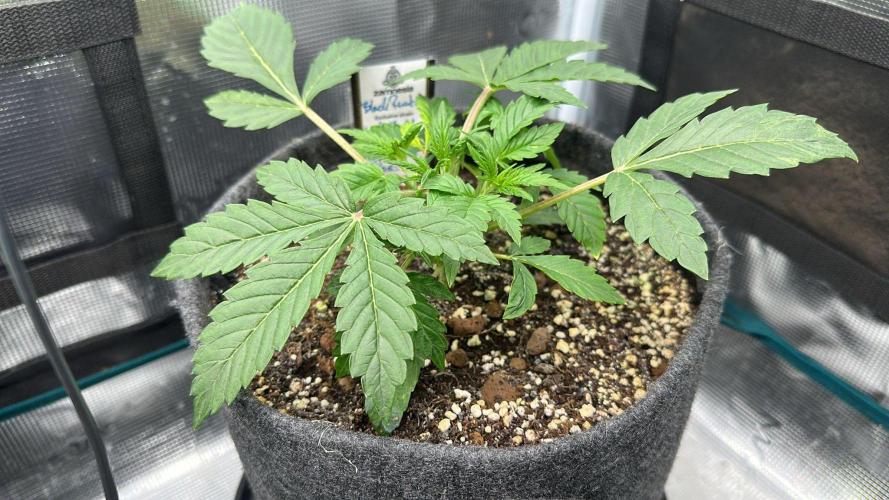 Black Runtz & MilkyWay - Eng/Ger. Week 3