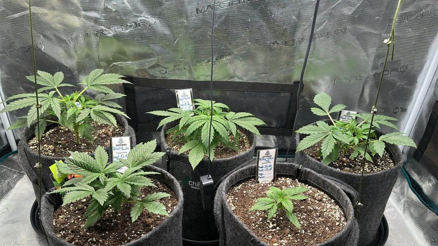 Black Runtz & MilkyWay - Eng/Ger. Week 3