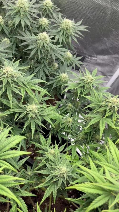 Quick one RQS ; Dos Si Dos auto Barneysfarm Pure Tent V2, 60x60x160cm