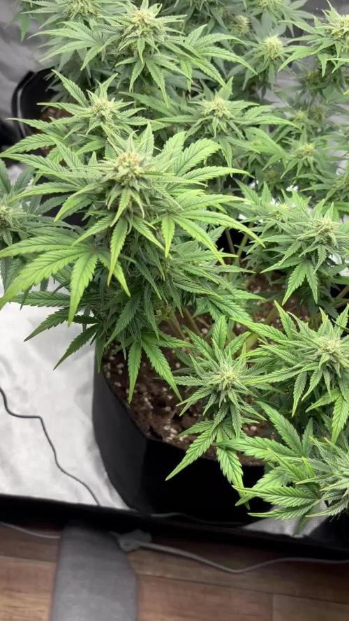 Quick one RQS ; Dos Si Dos auto Barneysfarm Pure Tent V2, 60x60x160cm