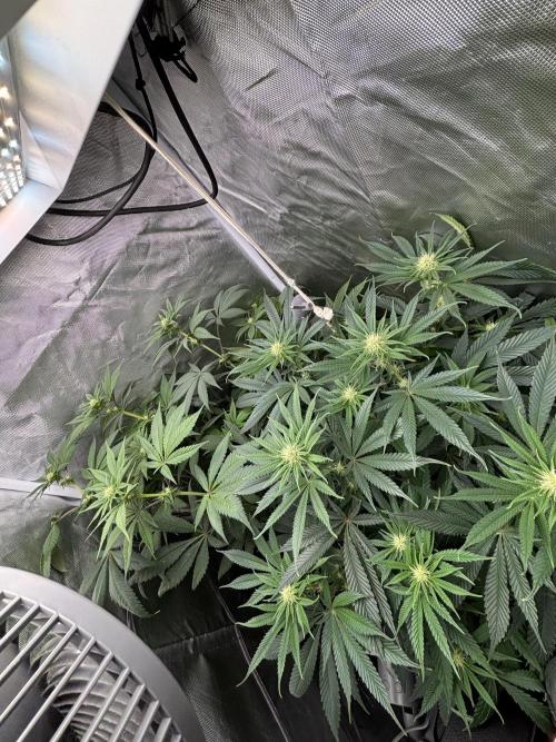 Orange Bud 2.0 , Super Silver haze. Week 10