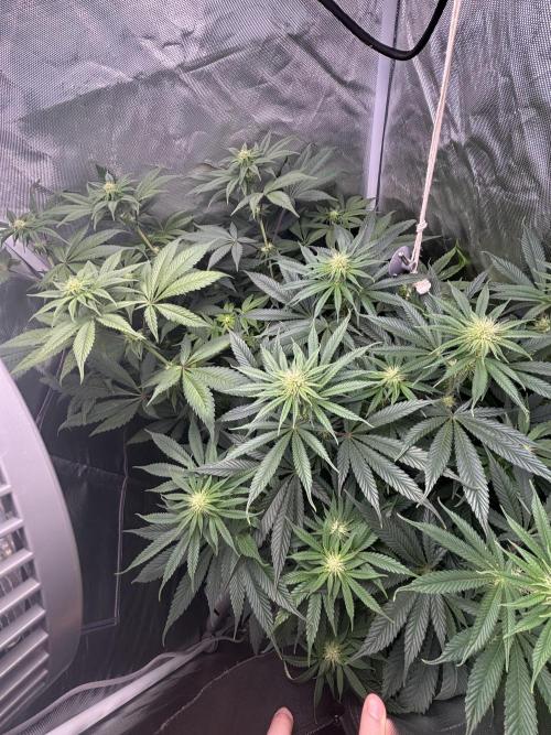 Orange Bud 2.0 , Super Silver haze. Week 10 - Day 4