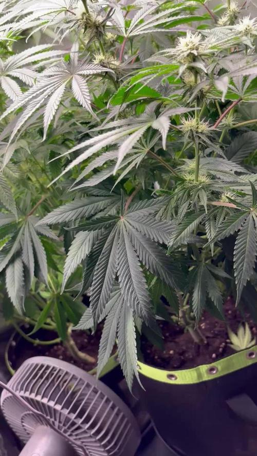 Orange Bud 2.0 , Super Silver haze