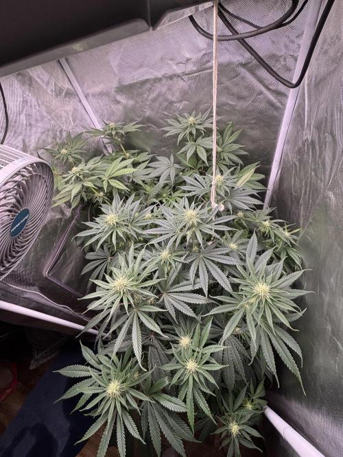 Orange Bud 2.0 , Super Silver haze. Week 10