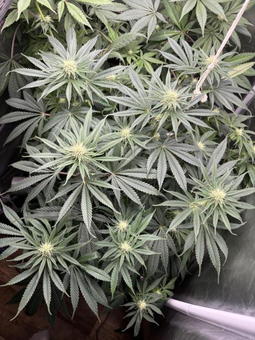 Orange Bud 2.0 , Super Silver haze. Week 10 - Super silver haze