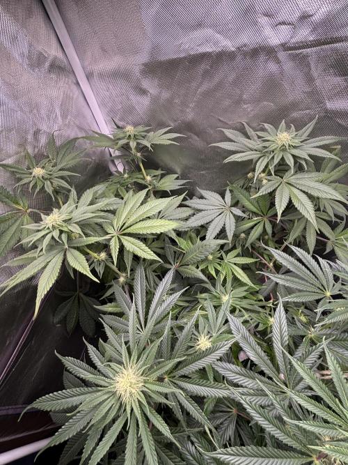 Orange Bud 2.0 , Super Silver haze. Week 10 - Orange bud