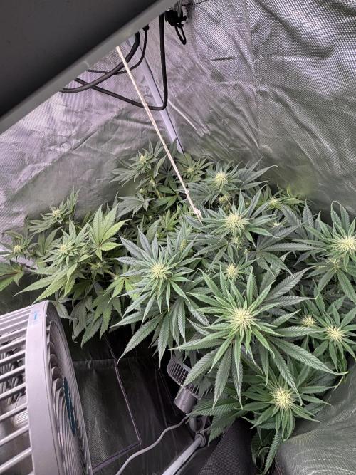 Orange Bud 2.0 , Super Silver haze. Week 11
