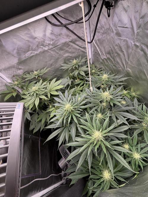 Orange Bud 2.0 , Super Silver haze. Week 11