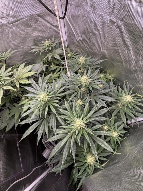 Orange Bud 2.0 , Super Silver haze. Week 11 - Ssh 