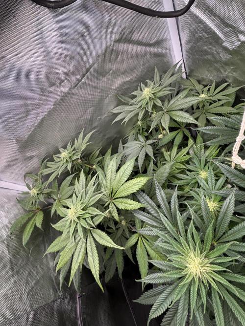 Orange Bud 2.0 , Super Silver haze. Week 11 - Orange bud 