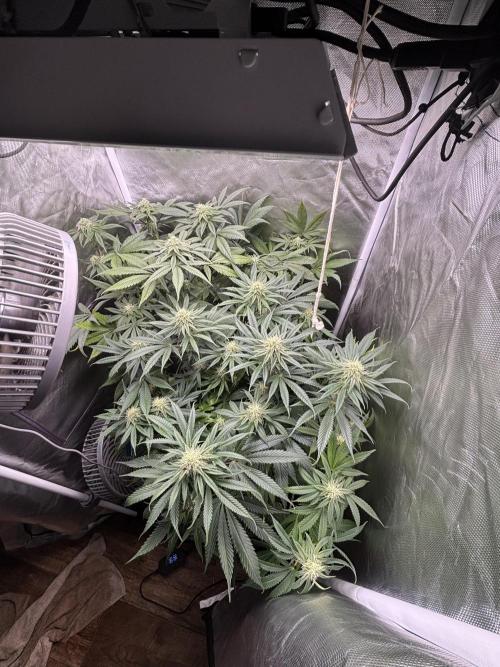 Orange Bud 2.0 , Super Silver haze. Week 12