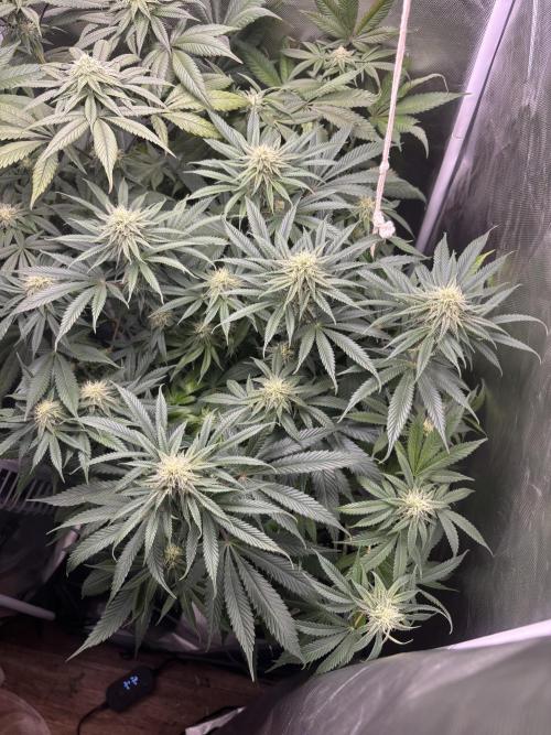 Orange Bud 2.0 , Super Silver haze. Week 12