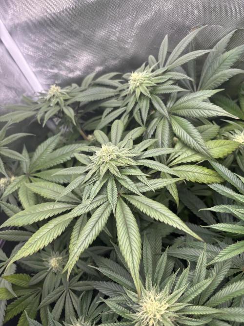 Orange Bud 2.0 , Super Silver haze. Week 12