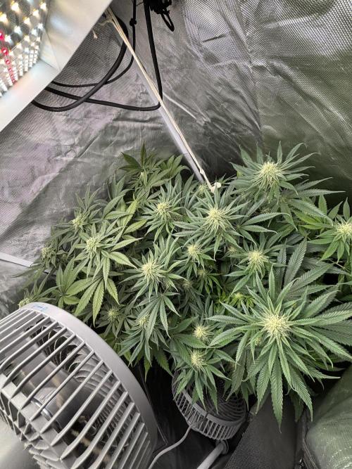 Orange Bud 2.0 , Super Silver haze. Week 12 - Day 2