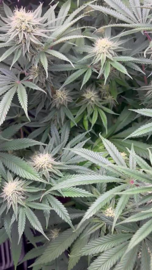 Orange Bud 2.0 , Super Silver haze