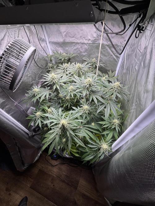 Orange Bud 2.0 , Super Silver haze. Week 12 - Day 5