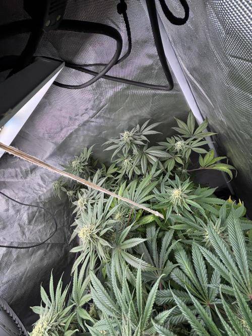 Orange Bud 2.0 , Super Silver haze. Week 12