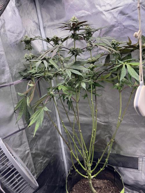 Orange Bud 2.0 , Super Silver haze. Week 12 - Orange bud 