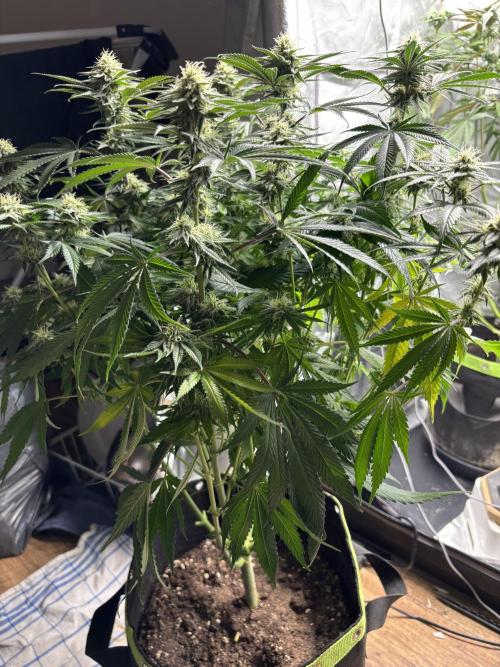 Orange Bud 2.0 , Super Silver haze. Week 12 - SSH 