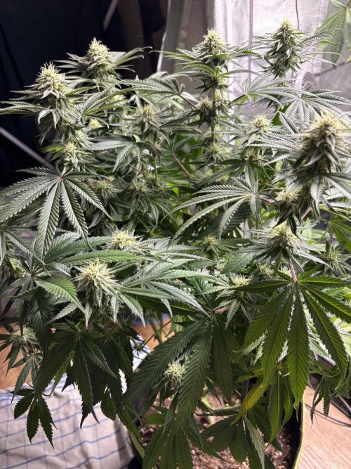 Orange Bud 2.0 , Super Silver haze. Week 12 - SSH
