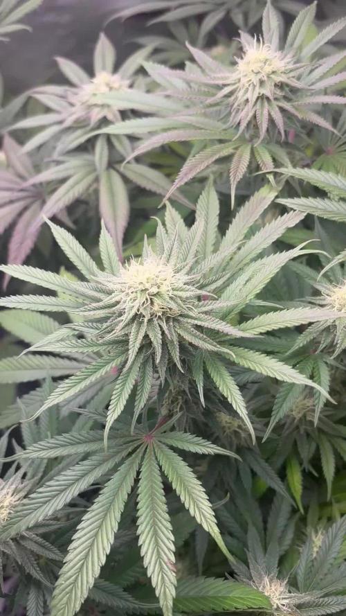 Orange Bud 2.0 , Super Silver haze