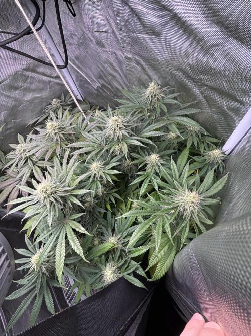 Orange Bud 2.0 , Super Silver haze. Week 13