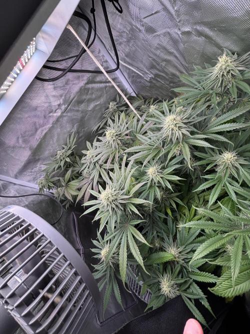 Orange Bud 2.0 , Super Silver haze. Week 13