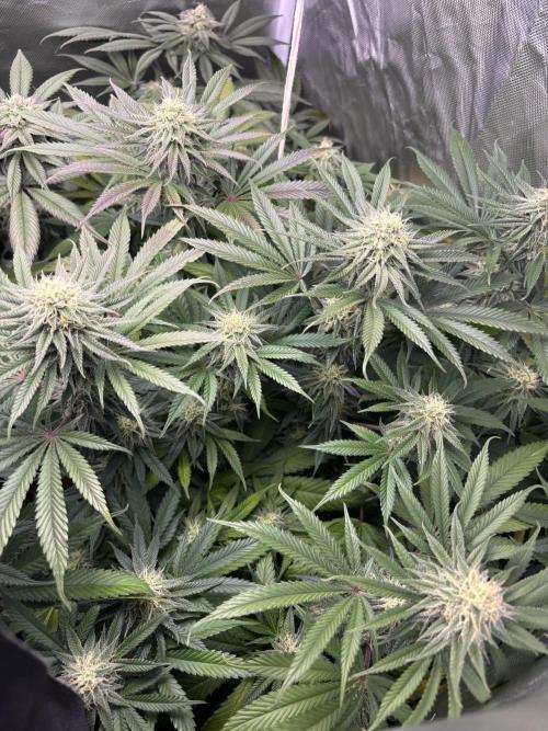 Orange Bud 2.0 , Super Silver haze. Week 13 - Ssh 