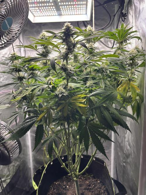 Orange Bud 2.0 , Super Silver haze. Week 13 - Ssh 