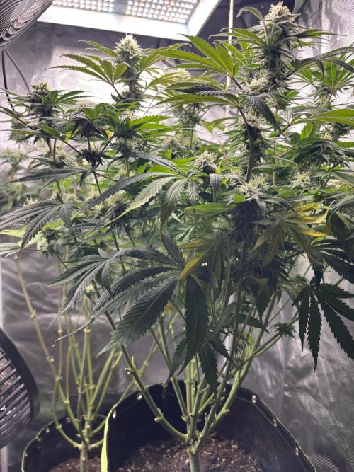 Orange Bud 2.0 , Super Silver haze. Week 13 - Ssh 