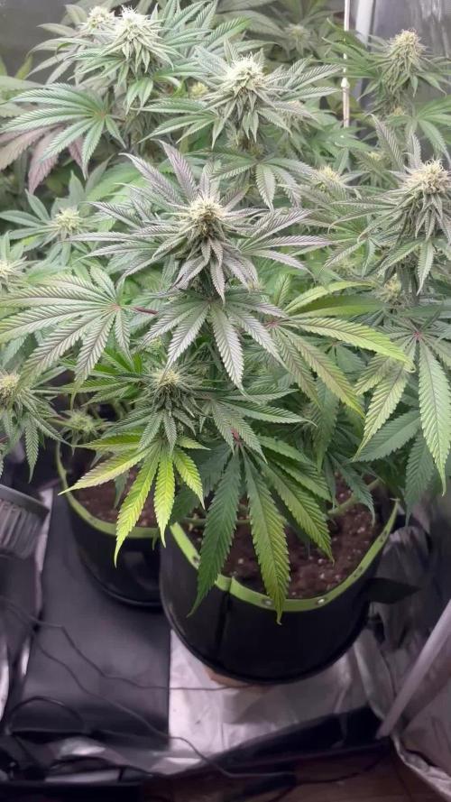 Orange Bud 2.0 , Super Silver haze