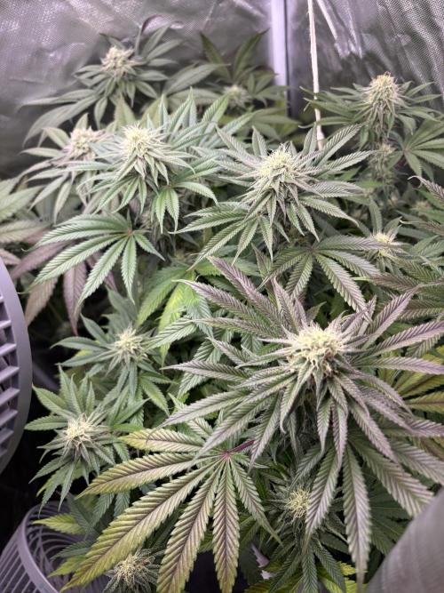 Orange Bud 2.0 , Super Silver haze. Week 13 - Day 2 ssh 