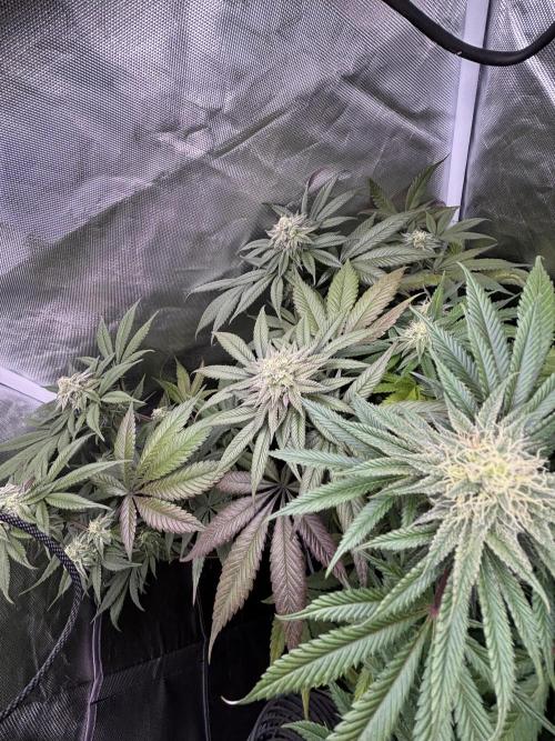 Orange Bud 2.0 , Super Silver haze. Week 13 - Day 2 orange bud 