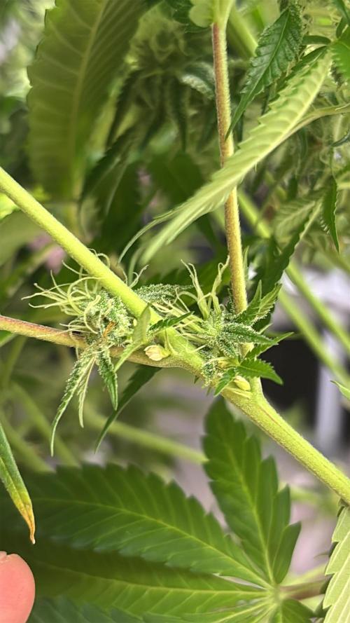 Orange Bud 2.0 , Super Silver haze. Week 13 - The silver haze unfortunately starting to herm