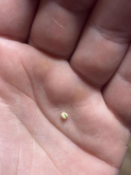 Orange Bud 2.0 , Super Silver haze. Week 13