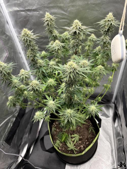 Orange Bud 2.0 , Super Silver haze. Week 13 - Ssh 