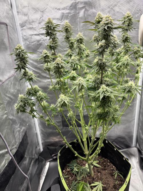 Orange Bud 2.0 , Super Silver haze. Week 13