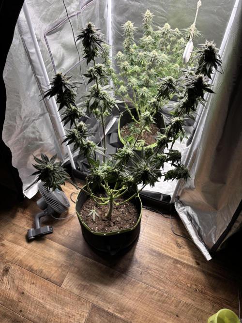 Orange Bud 2.0 , Super Silver haze. Week 13 - Orange bud 