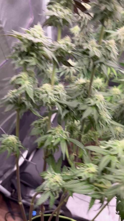 Orange Bud 2.0 , Super Silver haze