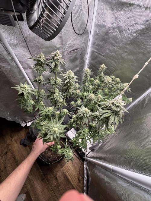 Orange Bud 2.0 , Super Silver haze. Week 13