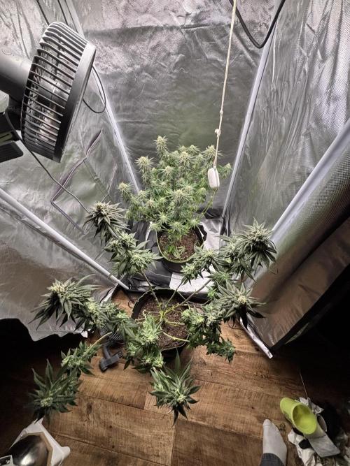 Orange Bud 2.0 , Super Silver haze. Week 13