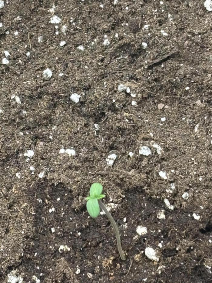 Banana purple punch auto 40L grow. Week 1 - 13.12 day 2